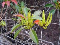 tǝpo(ʔ) sǝlaʔ sari-ɽæ